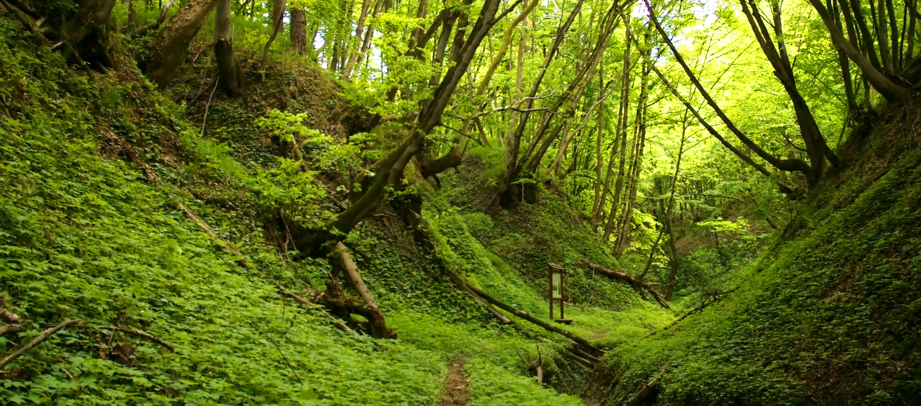 Przyroda